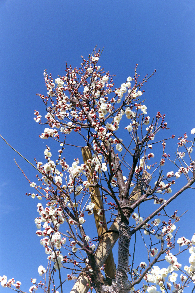 花菜ガーデン【梅の花：八重冬至】①20200202