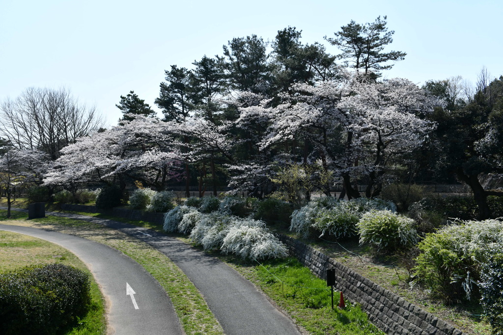 昭和記念公園【朝掘川：もみじ橋近辺の桜】20200326
