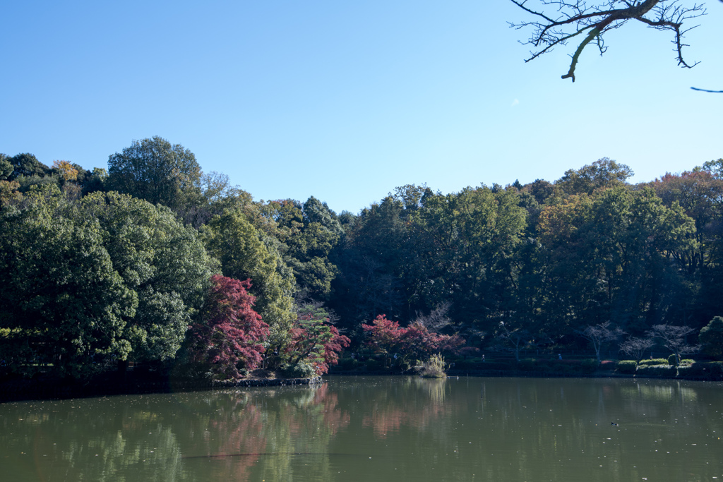 薬師池公園【薬師池と紅葉】②20211113