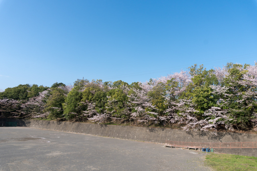 近所のサクラ【赤田東公園】20200404