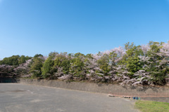 近所のサクラ【赤田東公園】20200404