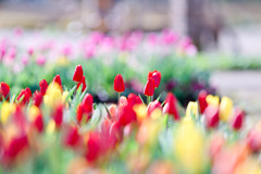 花菜ガーデン【アイスチューリップ(赤系)】①20251219