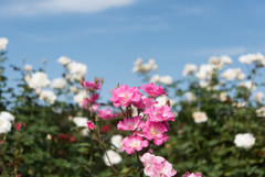 【京成バラ園(薔薇：さらさ)】20161023