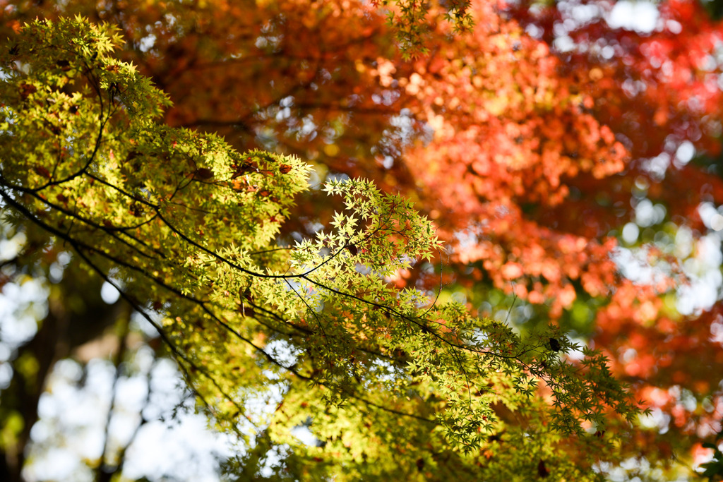 都内紅葉巡り【小石川後楽園：小櫃山裏手付近】20251128