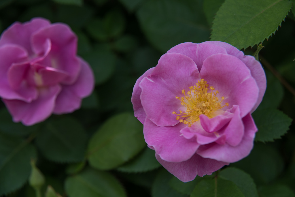 【YEG(ラッキー)】20150506