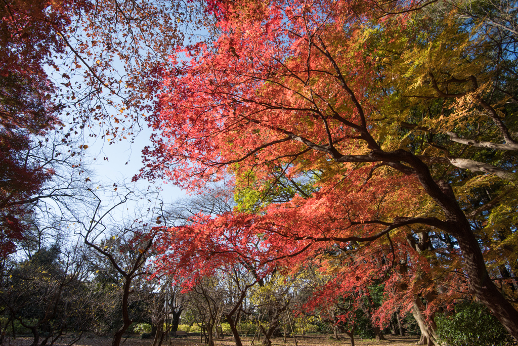 新宿御苑【モミジ山の紅葉】③20161210