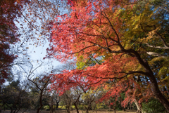 新宿御苑【モミジ山の紅葉】③20161210