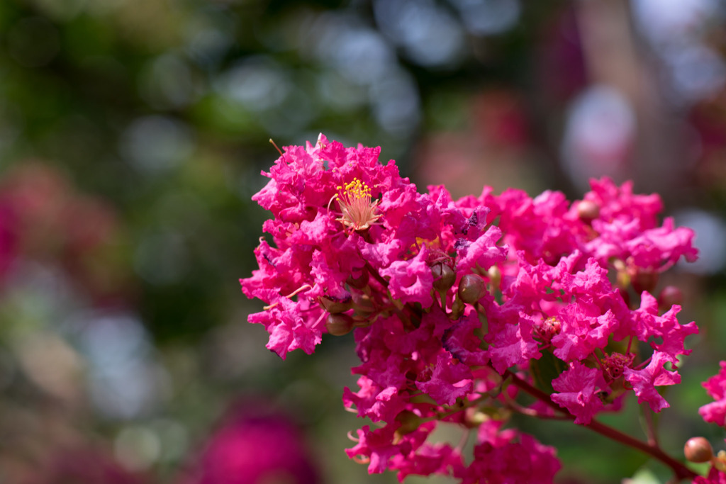 花菜ガーデン【赤色の百日紅】④20190818