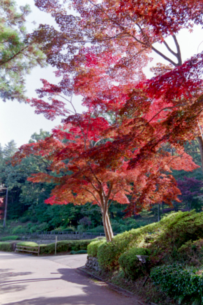薬師池公園【菖蒲田右側の紅葉】②20201115銀塩