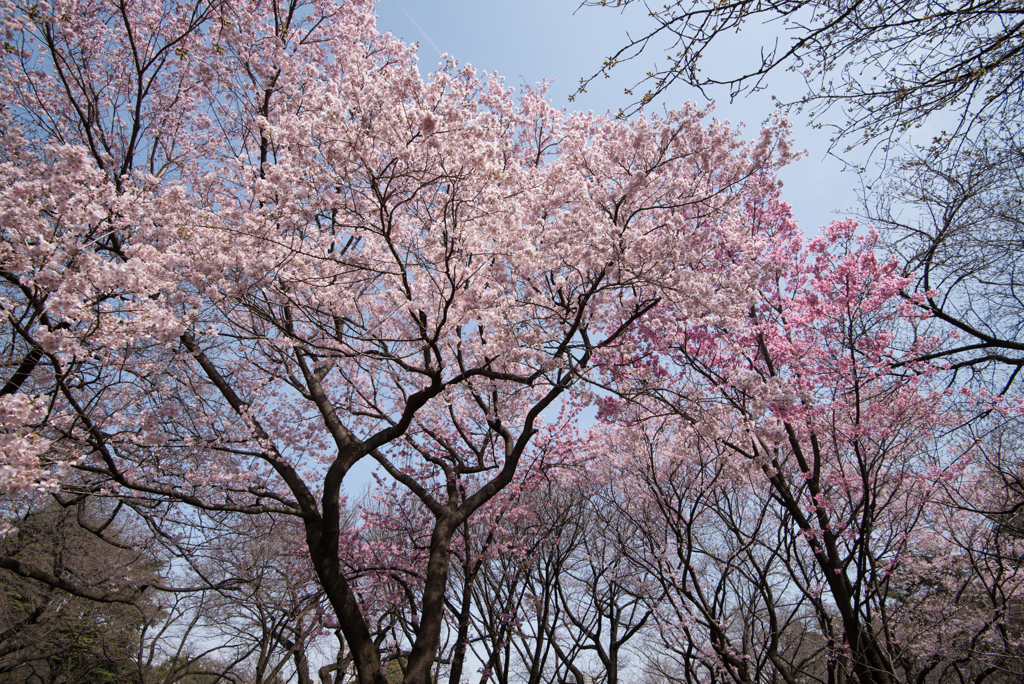 新宿御苑【桜林】②20170325
