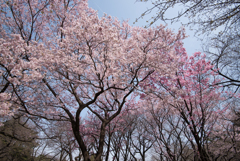 新宿御苑【桜林】②20170325