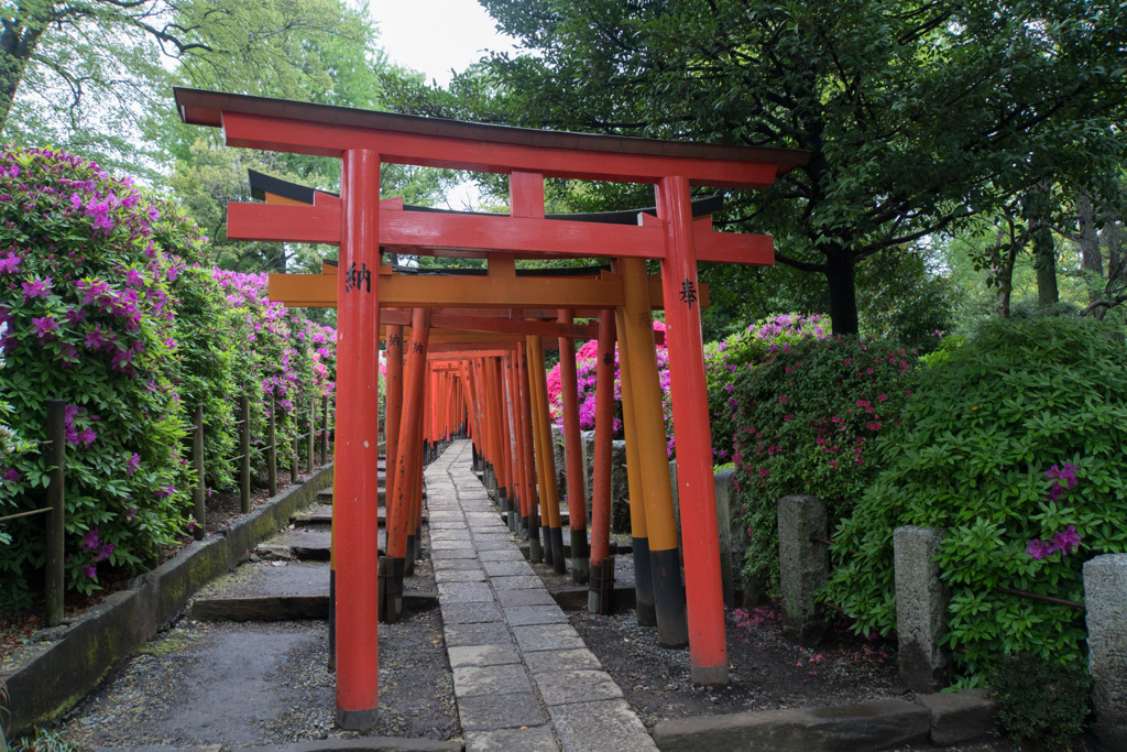 根津神社つつじ祭り【つつじに千本鳥居】①20190427