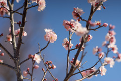 小田原FG【梅：紅冬至】①20190119