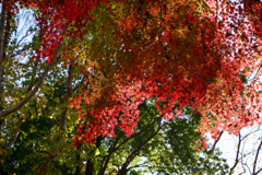 神代植物公園【自由広場(北口の紅葉)】②20241203
