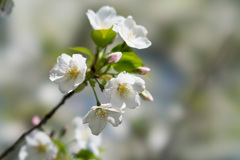 小石川植物園【桜：大島桜】②20210323