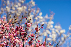 府中市郷土の森【梅の花：唐梅】①20200211