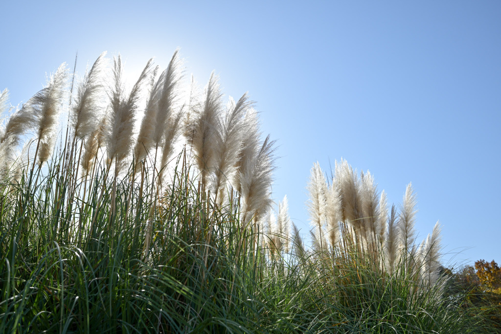 神代植物公園【パンパスグラス】②20251130