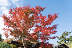 箱根美術館【神仙郷】④20211114