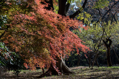 新宿御苑【もみじ山近辺の紅葉】①20191224
