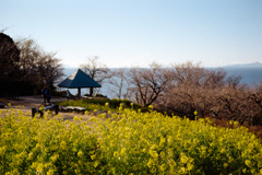 05吾妻山公園【菜の花畑と相模湾】20210110