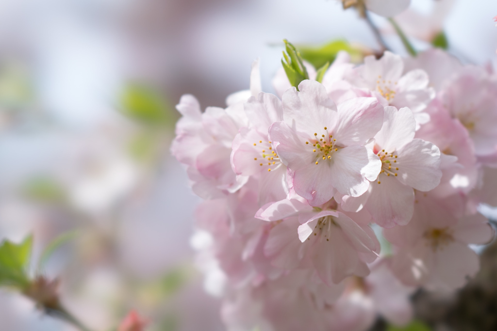 神代植物公園【サクラ：神代曙】20220331