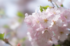神代植物公園【サクラ：神代曙】20220331
