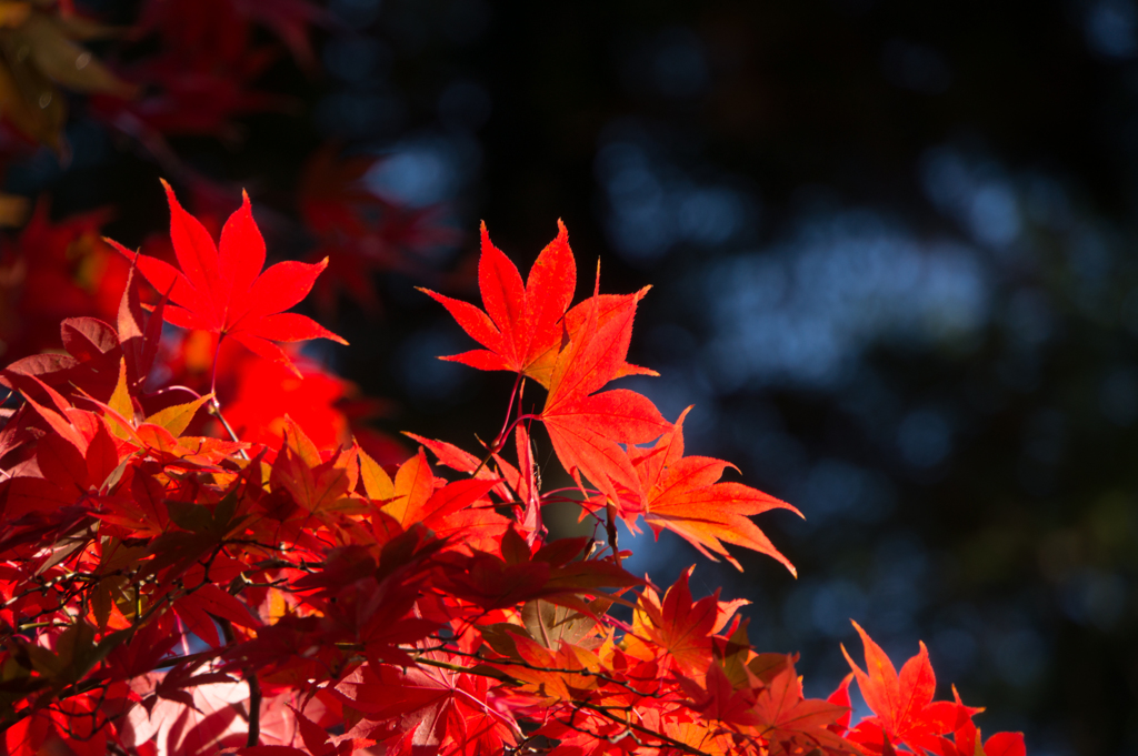 薬師池公園【モミジの真っ赤な場所】②20161120