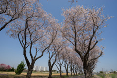 【海軍道路の桜並木】⑦20180331