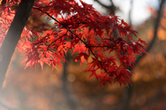 【昭和記念公園(紅葉ピックアップ)】②20151115