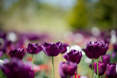 花菜ガーデン【チューリップ：Nikkor_105mm】④20210411