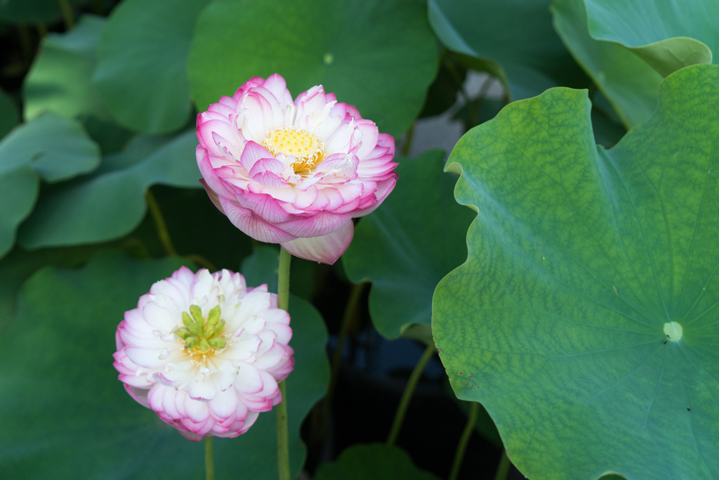 大船フラワーセンター【蓮の花：花火】20230711