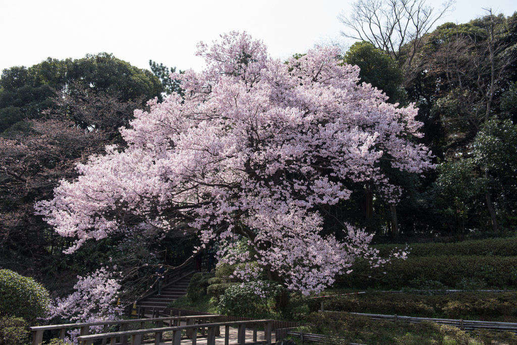 新宿御苑【桜：高遠小彼岸】②20170325