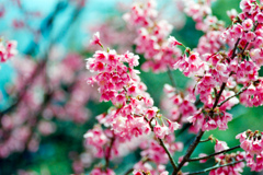神代植物公園【サクラ：寒緋桜】③20220331銀塩NLP