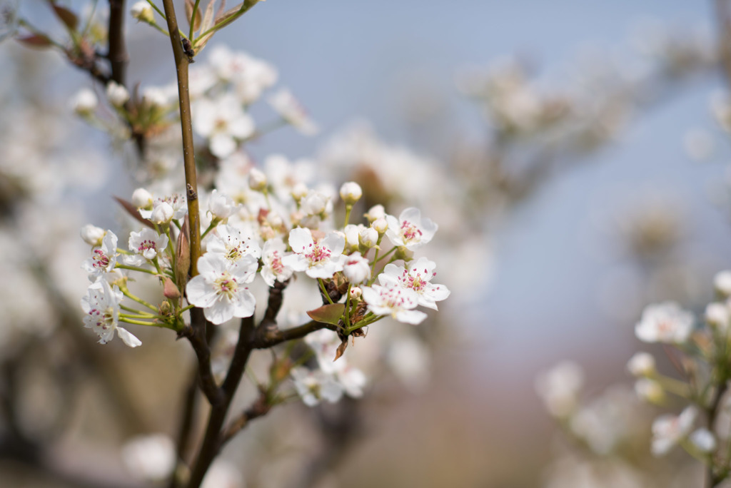 花菜ガーデン【梨の花：新高】20190407