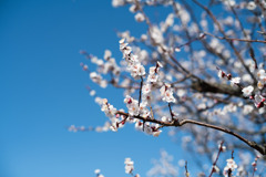 府中市郷土の森【梅の花：豊後】①20200224