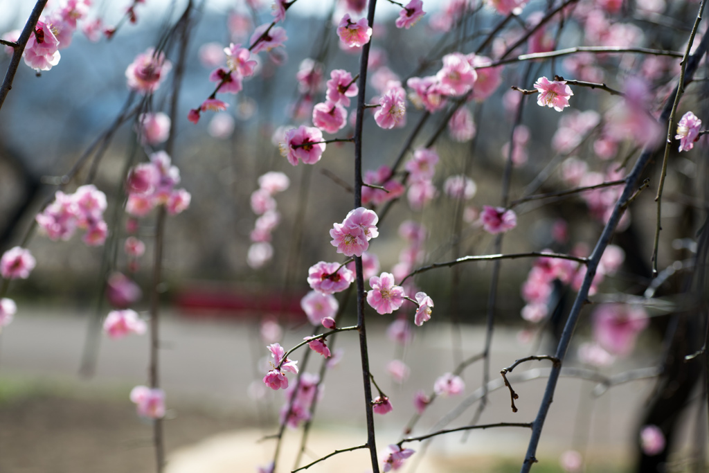 府中市郷土の森公園【梅の花：藤牡丹枝垂】①20220305