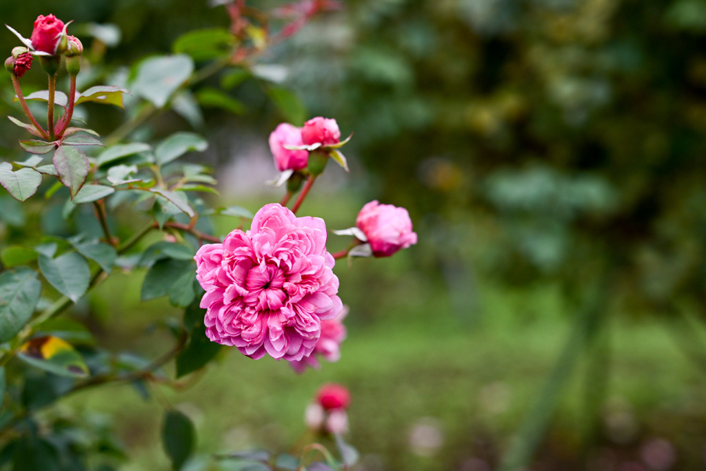 生田緑地ばら苑【秋パラ：シスター・エリザベス】20251023