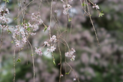 新宿御苑【桜：八重紅枝垂】③20170416