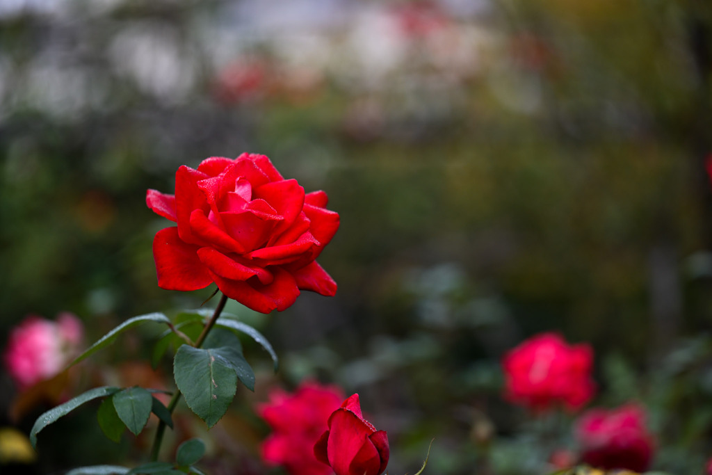 大船フラワーセンター【秋パラ：宴】20251102