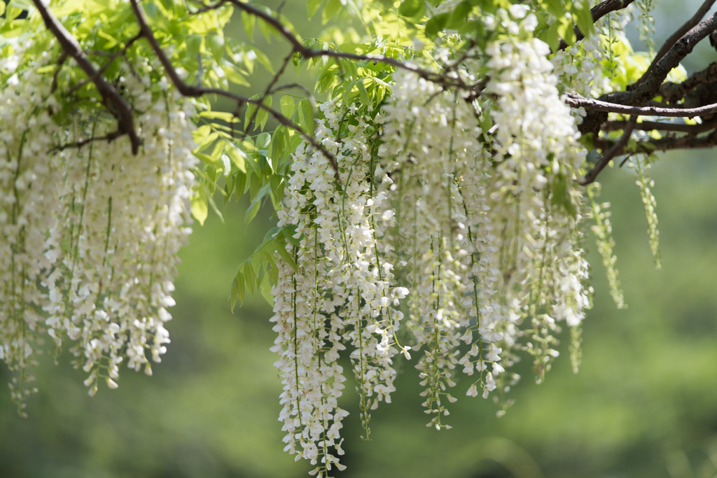 【神代植物公園(藤)】④20150426