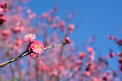 小田原FG【梅：八重寒紅】②20190119