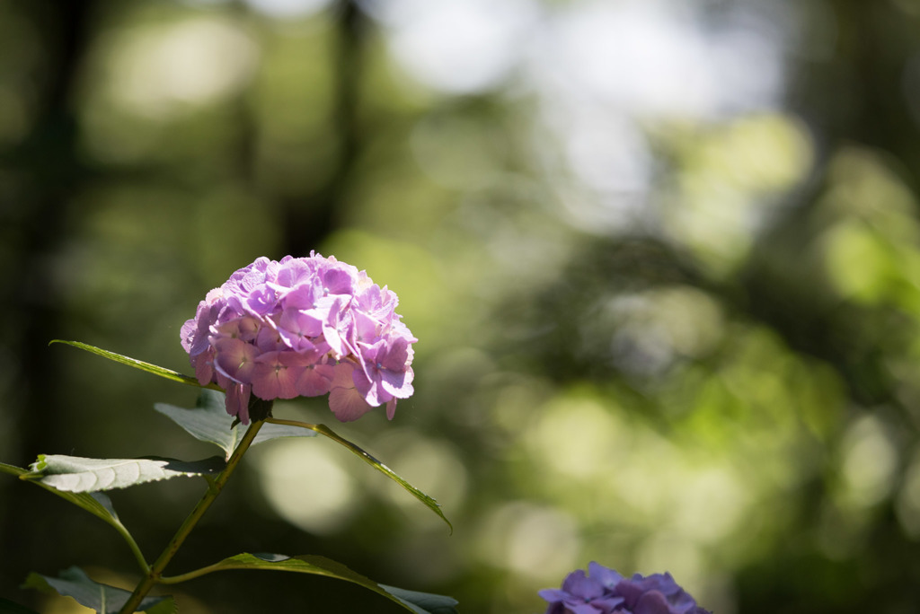 薬師池公園【赤系紫陽花】②20170617