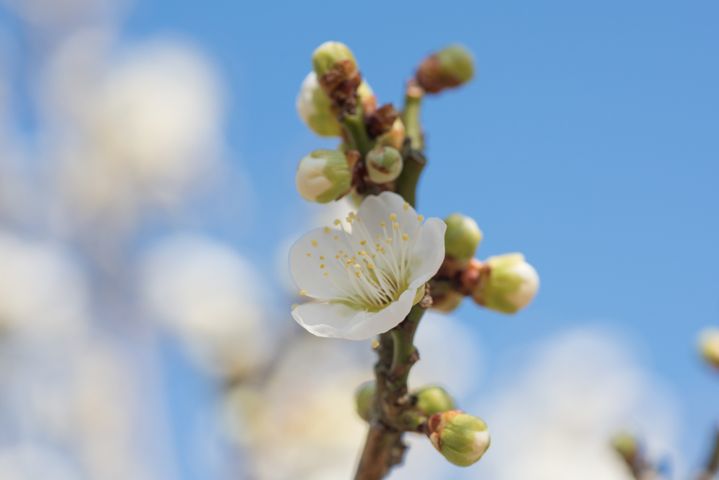小田原フラワーガーデン【梅：一重緑萼】③20170128