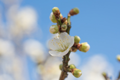 小田原フラワーガーデン【梅：一重緑萼】③20170128