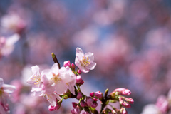新宿御苑【早咲き桜：陽光】②20220320