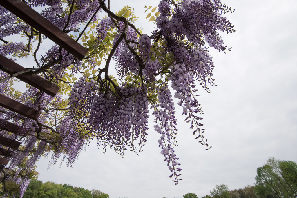 【神代植物公園(藤の花)】②20160424