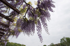 【神代植物公園(藤の花)】②20160424