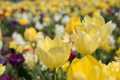 花菜ガーデン【チューリップ：黄系】②20190407