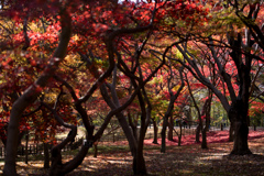 神代植物公園【かえで園の紅葉(遠景)】②20221204
