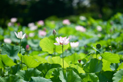 花菜ガーデン【田んぼたんぼの蓮(遠景)】②20250713